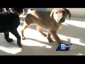 New puppies available for adoption at the Wisconsin Humane Society