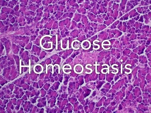 A2 Biology: Glucose homeostasis (Pancreas and Liver)