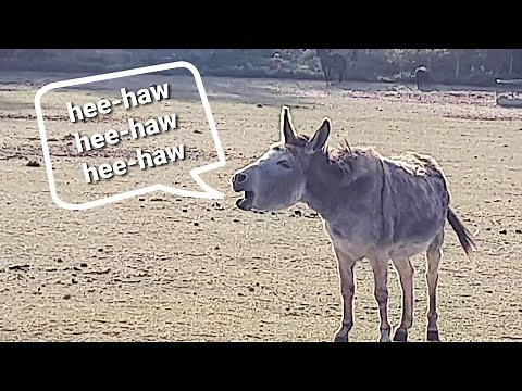 Animal Sounds: Donkey Bray (Hee-haw) in 4K