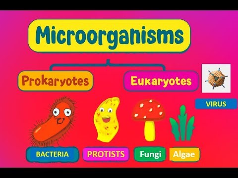 Classification of Microorganisms | Microbiology Lecture