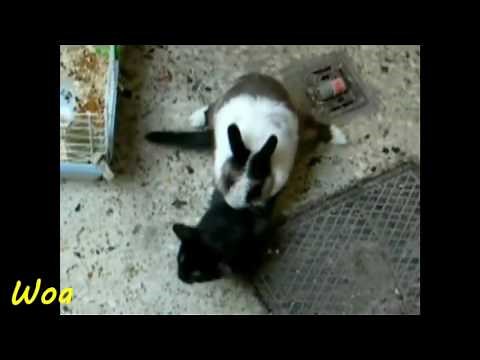 rabbit mating cats