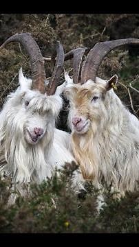 The Grazing Goats of Bournemouth Beach