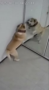 What is this incredibly angry dog ​​doing?