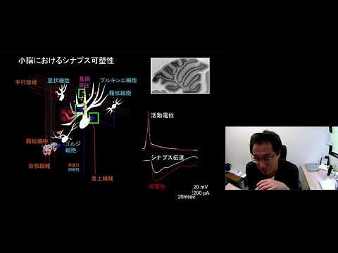 京都大学 理学研究科 MACS教育プログラム 第13回 MACSコロキウム「神経系のやわらかい情報処理」川口 真也 (理学研究科 生物物理学教室 高次情報形成学講座 教授) 2020年11月13日