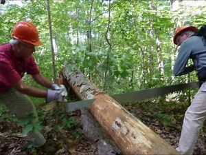 cutting tree Sound Effect