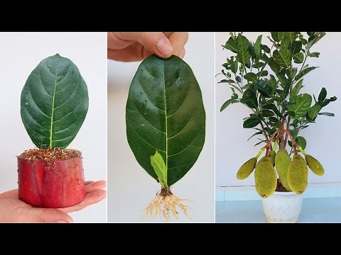 How to grow Jackfruit tree from leaves for beginners