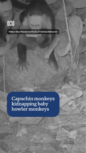 "We've not seen anything like this in the animal kingdom." Scientists spotted surprising evidence of what they describe as monkey kidnappings while reviewing video footage from a small island off Panama. 🐒 Choose your news on the ABC NEWS app and stay in the know: https://ab.co/abcnewsapp #Science #Monkeys #AnimalBehaviour | ABC Science