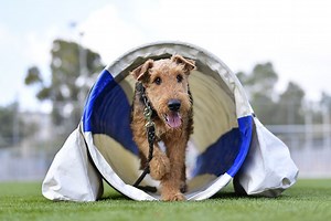 Tips for Getting Started in Dog Agility – American Kennel Club