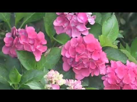 Cityline Hydrangea - Dwarf Hydrangea Series