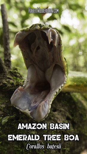 🐍 Amazon Basin Emerald Tree Boa showing off its enormous teeth 🐍 🐍 Have you ever seen inside the mouth of an Amazon Basin Emerald Tree Boa? This snake has the longest teeth, proportionally, out of any snake species and the coolest part about this is that they are completely nonvenomous. This snake uses these huge teeth to catch medium-sized animals such as squirrels, rodents (bats), birds, and even small monkeys.🐍 This snake is actually not yawning, but rearranging its long teeth so that its