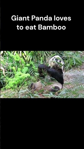 Giant Panda - National Animal of China