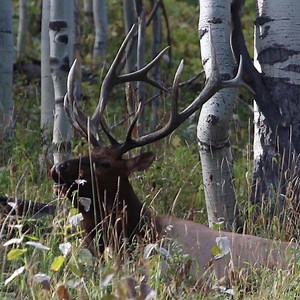 44K views · 1.2K reactions | Utah's big game application period opens in ONE WEEK. Raise your hand if you're excited! See the application guidebook to start planning: https://go.usa.gov/xnvhC | Utah Division of Wildlife Resources | Facebook