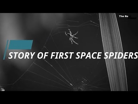 Story of the first space spiders | Guinness World Record |Anita and Arabella Story