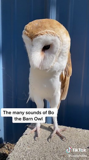 Chintimini Wildlife Center on TikTok