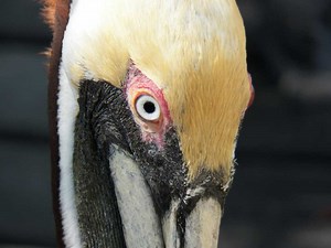 Florida Keys Wild Bird Center: Delightful free stop on roadtrip
