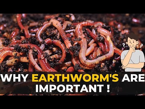 Earthworm | Why Earthworms are Important | The Planet Voice