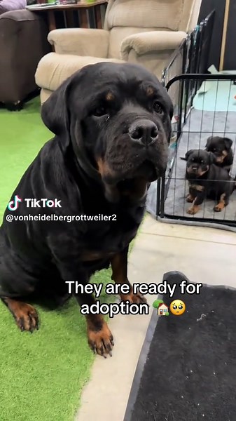 Rottweiler Puppies Ready for Adoption Today!