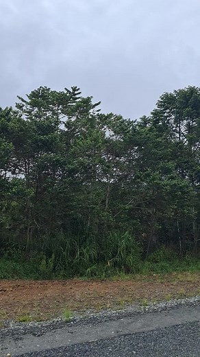 Exploring the Beauty of Mt Hagen City