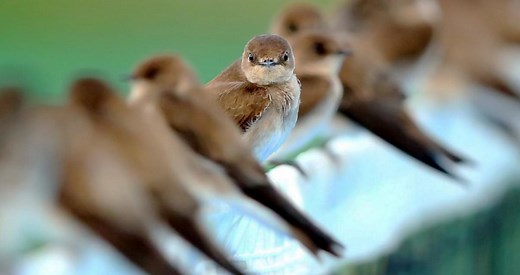Northern Rough-winged Swallow Identification, All About Birds, Cornell Lab of Ornithology