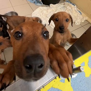 33K views · 1K reactions | Your help is URGENTLY needed! 54 puppies...