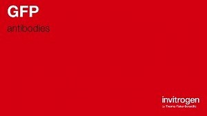 Anti-GFP Antibodies | Invitrogen