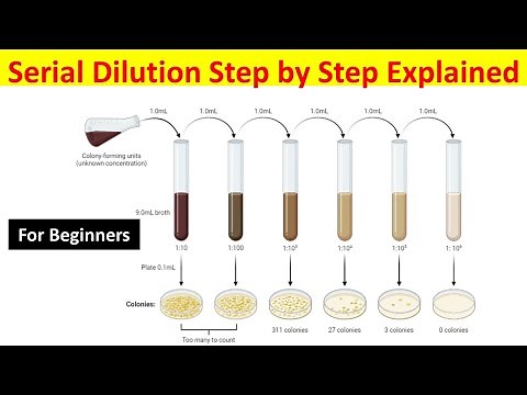 How to Perform Serial Dilution for Bacterial Growth Measurement: Step-by-Step Guide
