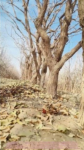 Farmer's Ingenuity : The Cart-Mounted Saw for Easy Orchard Thinning