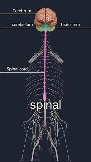 Lumbar spinal stenosis and neurogenic claudication