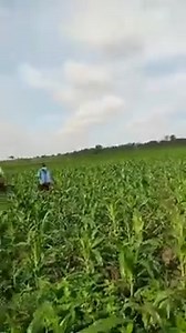 3 comments | How do you control weed on the maize farm? What method have you been using on your farm? | Farmvilla Resource Centre | Facebook