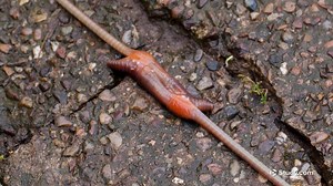 Annelid Reproduction | Facts & Example - Video | Study.com