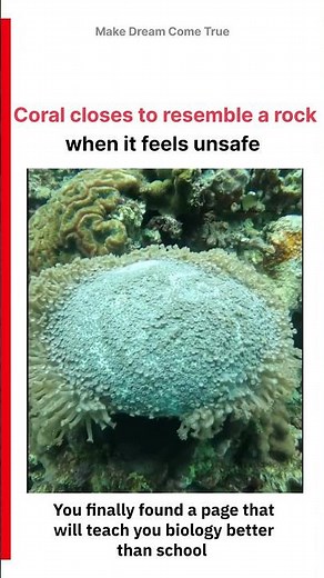 🪸Coral closes to 🛡️ resemble a rock 🪨when it feels unsafe ⚠️ | MDCT