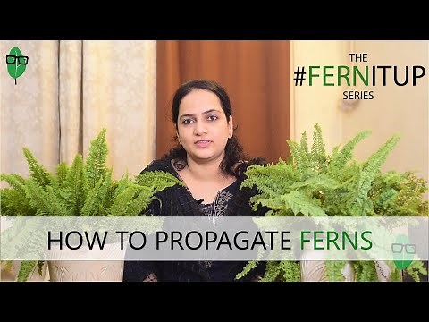 How to Propagate Ferns Easily | Fern Propagation | Fern Tips #fernitup