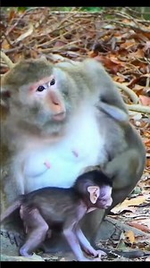 Monkey species: Big Monkey Still Wants Mom's Pampering Despite Mom's Firm Rejection