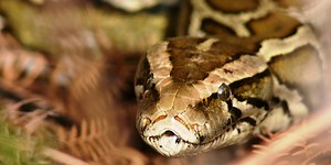 See the large python captured that helped a Florida man win $10,000