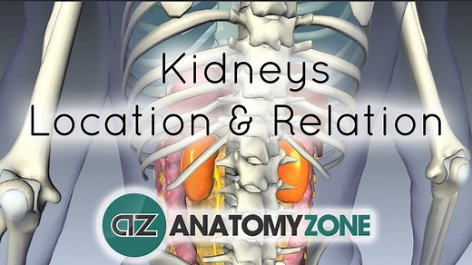 Location and Relations of the Kidney - 3D Models, Video Tutorials & Notes | AnatomyZone
