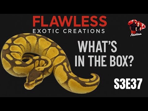 What’s in the Box? S03E37 | Banana Sentinel x Het Paint Ball Python Clutch Reveal!