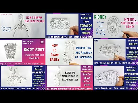 Most Important Diagrams Class 11 : You Must Practice | How to Draw Easily Biology Diagrams