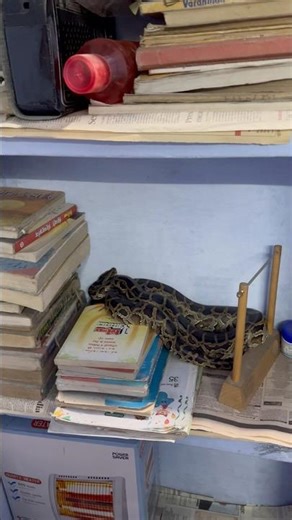देखो कहा छुप कर बैठा था खतरनाक 🐍😱🙏