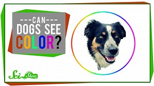 32K views · 410 reactions | The answer to this Quick Question dispels the myth that dogs can only see in black and white. | SciShow | Facebook