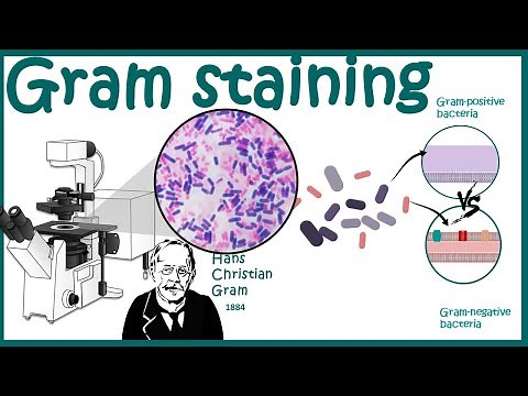 GRAM STAINING | Gram staining protocol | Bacterial Staining Technique | Microbiology