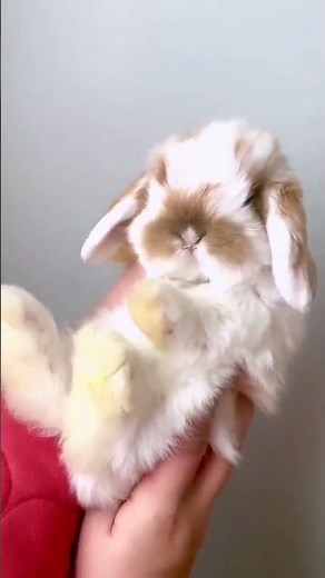 🐇 Ultimate Guide to Lop Eared Rabbits! Learn How to Care for Your Pet Rabbit 🐰 #RabbitLovers