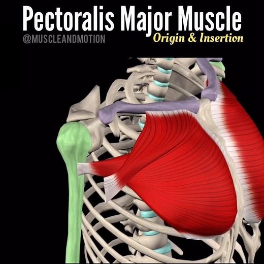 102K views · 182 reactions | Pectoralis Major Muscle See the Origin & Insertion of the Pectoralis major Origin: - Clavicular head: Medial half of clavicle - Sternocostal head: Sternum and costal cartilages (1-6) - Abdominal head: Aponeurosis of external oblique muscle Insertion: - Humerus: Crest of greater tubercle ‍Learn Anatomy with clear & engaging 3D videos! Thanks for watching The Muscle and Motion team | Muscle and Motion | Facebook