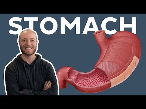 Anatomy of the stomach: structure, layers, and mucosa | Kenhub