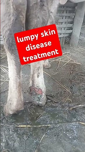 lumpy skin disease treatment