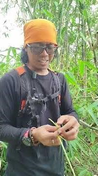 pohon bambu itu ada jantan sama betina nya #manfaattumbuhan #gunung