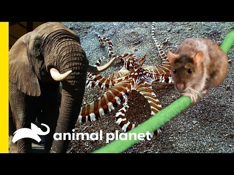 The Most Incredible Animal Facts! | How Do Animals Do That? | Compilation