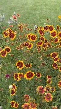 Plains Coreopsis are stunning! This is Bee Happy Mix from Native American Seed. @seedsource