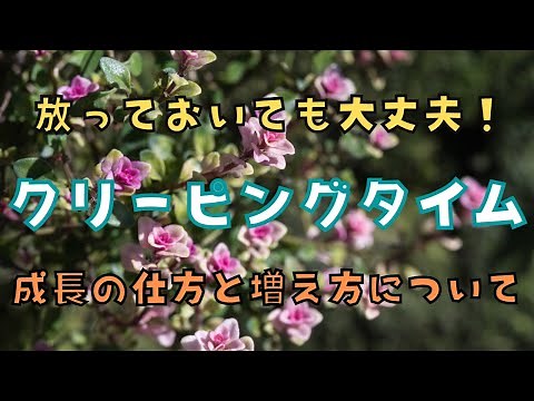 クリーピングタイムの紹介/グランドカバー/ハーブ/フォックスリー