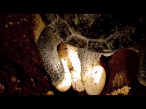 Turtle Reproduction (Mating, Nesting, Hatching)