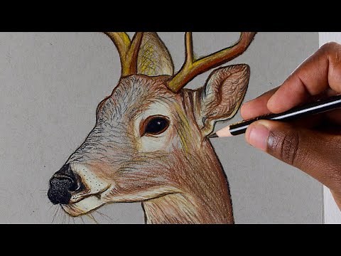 How To Draw A Deer - Colored Pencils